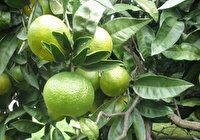 پیش بینی تولید بیش از ۳۶ هزار تن نارنگی در بابل