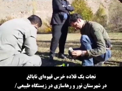 فیلم/ نجات یک قلاده خرس قهوهای در مازندران