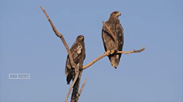 شکارچیان آسمان مازندران، در معرض شکار