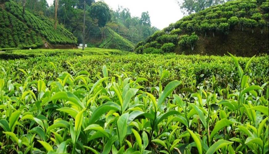 آغاز پرداخت تسهیلات کم‌بهره به چایکاران و کارخانه‌داران چایسازی شمال کشور