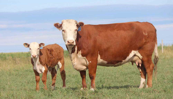 قاچاق دام آلوده از تهران به مازندران ناکام ماند