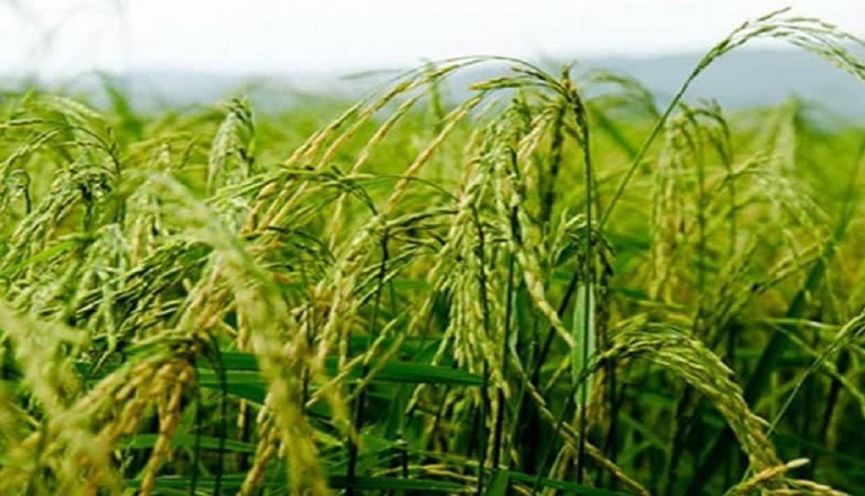 برداشت ۵۰ درصدی برنج از مزارع رتون و کشت مجدد در جویبار