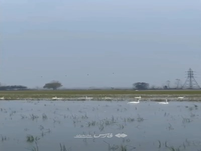 فیلم/ آواز قوهای مهاجر در تالاب سرخ‌رود پیچید