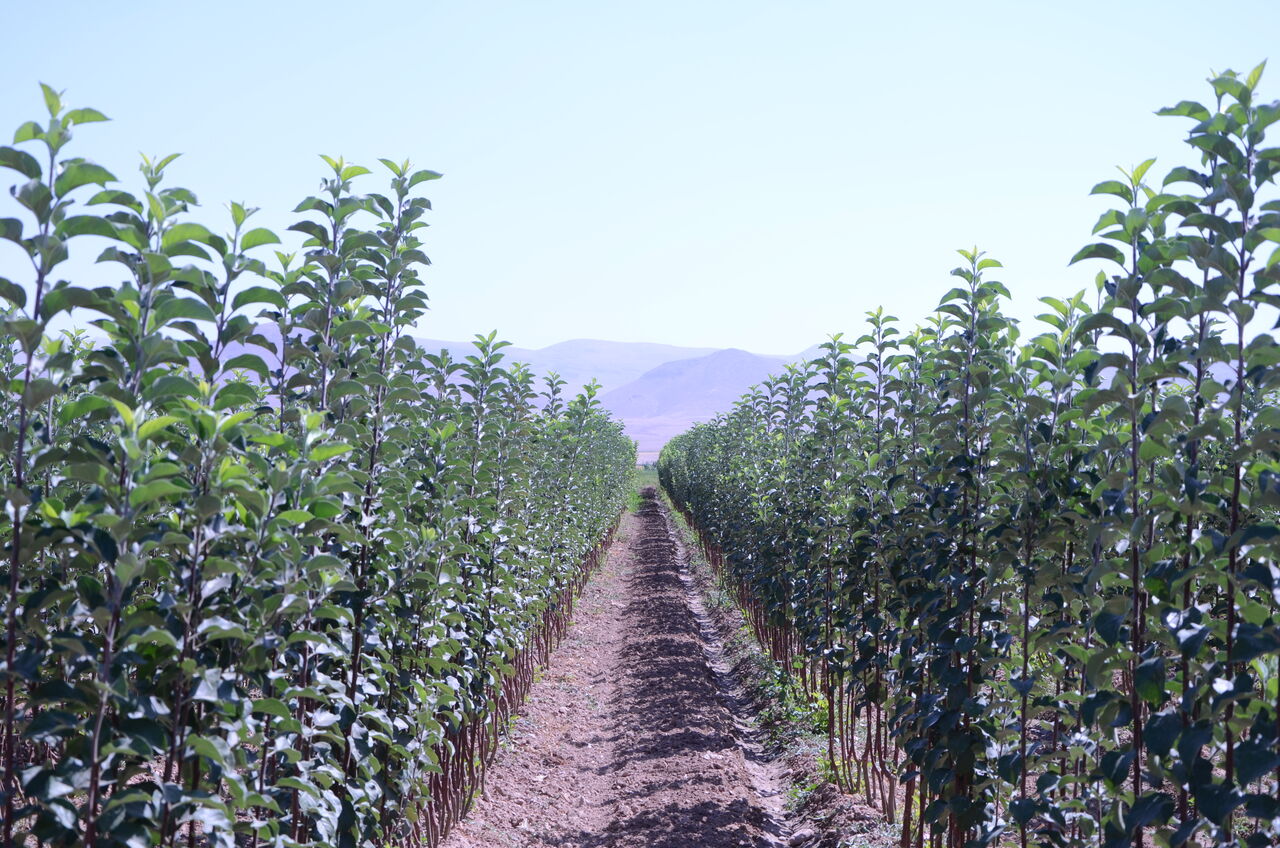 چهار میلیون و ۶۰۰ هزار اصله نهال در مازندران تولید شد