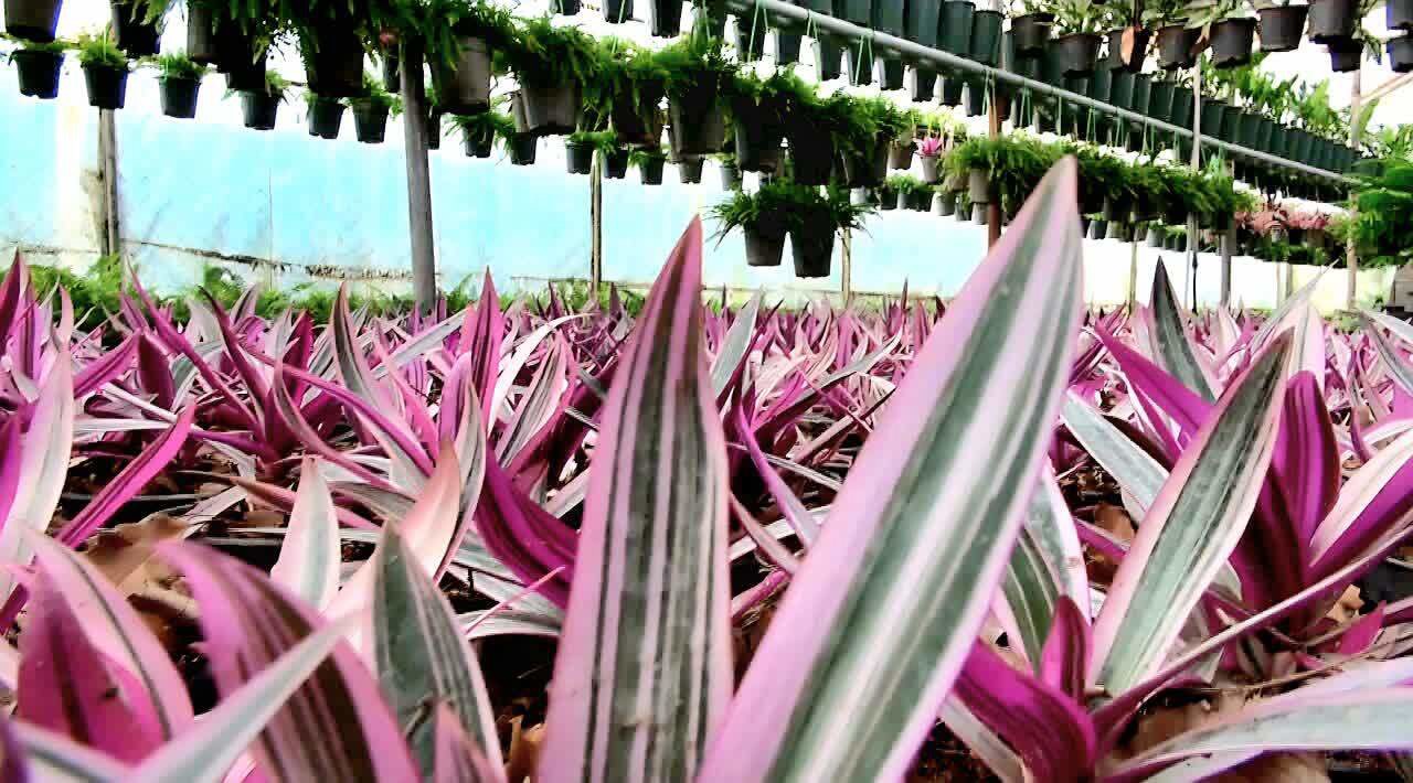 رفع مشکلات صدور و تمدید پروانه‌های بهره‌برداری گلخانه‌های فاقد مجوز