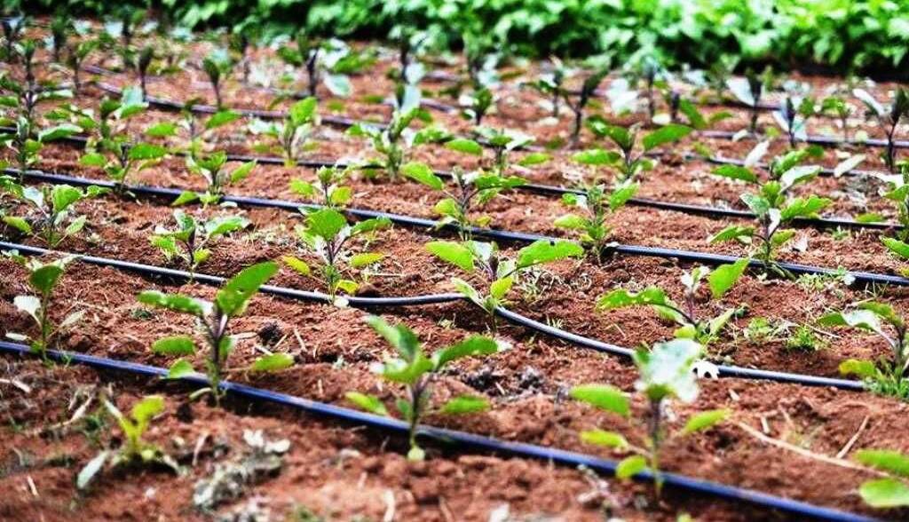 بهره‌برداری از سرمایه‌گذاری جدید به ارزش ۱۲۰۰ میلیارد ریال در بخش کشاورزی مازندران