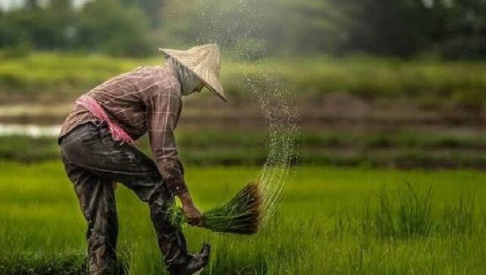 ارمغان دهه فجر برای ۷۷۴۳ خانوار کشاورز مازندران