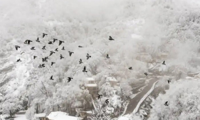 بارش ۳۵ سانتی متری برف در ارتفاعات چالوس