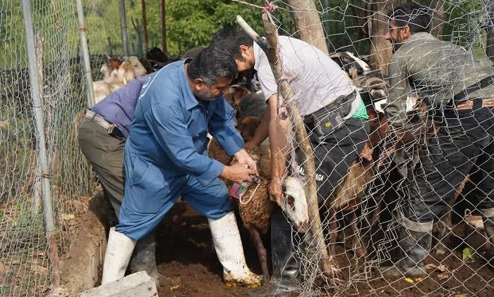 ارائه خدمت رایگان دامپزشکی در ۱۴۱ روستای صعب العبور