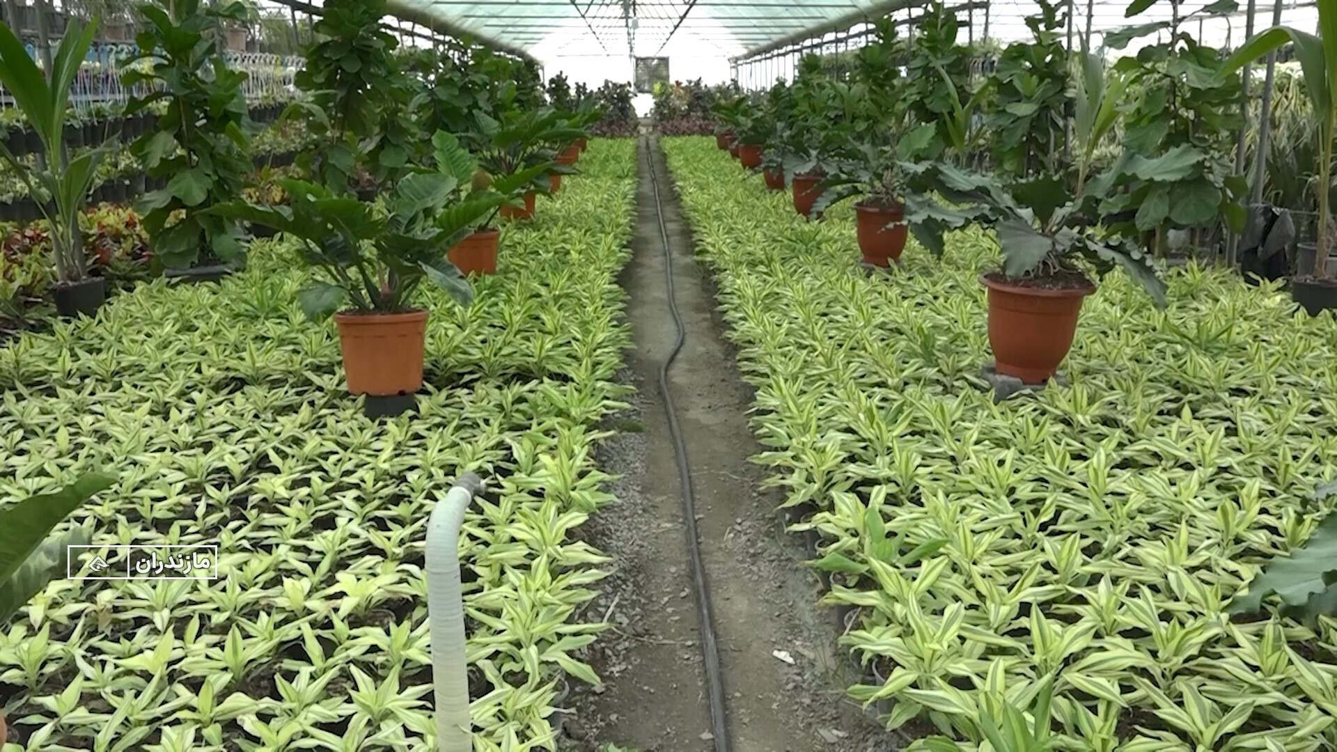 وازیک محمودآباد؛ روستایی بدون بیکار و پیشرو در تولید گل و گیاه