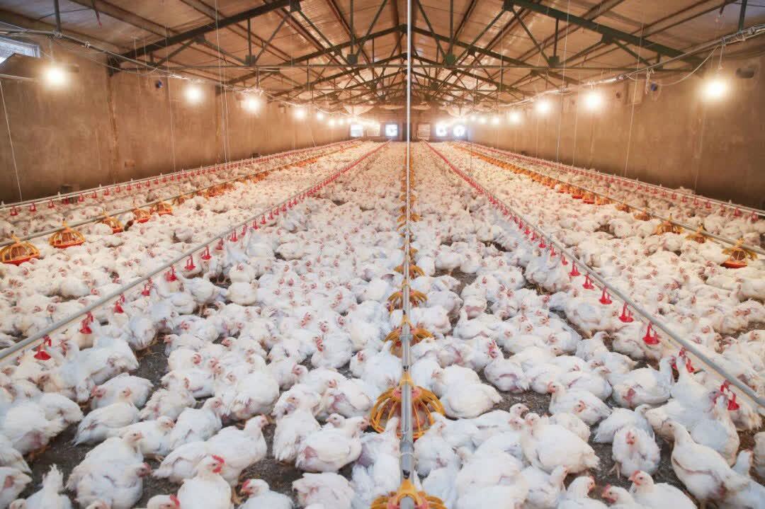 صدور ۱۰۸ هزار مجوز‌های پرورش مرغ گوشتی و مادر در مازندران