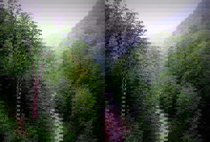 ضرورت اجرای مدیریت پایدار در جنگل‌های شمال