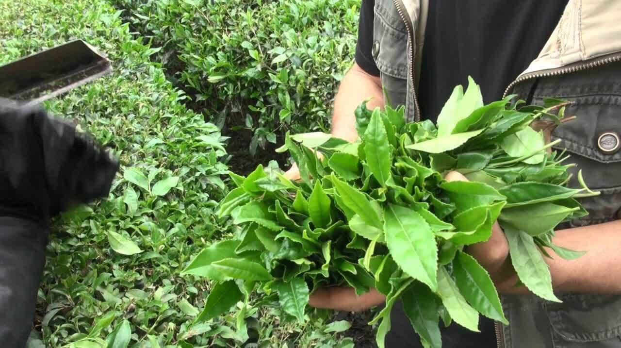 پرداخت ۹۹ درصد مطالبات چایکاران رامسر