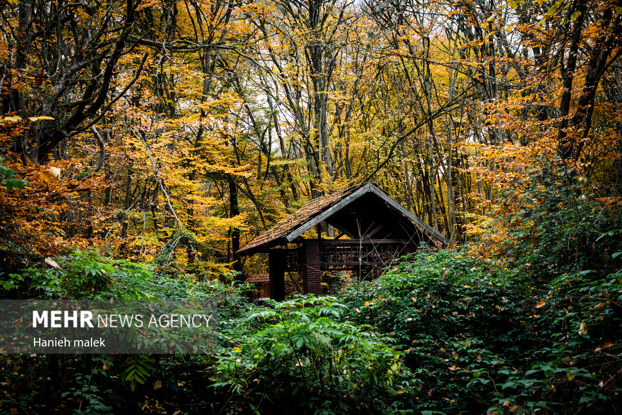 مدیریت پایدار هیرکانی با مشارکت مردم محقق می‌شود