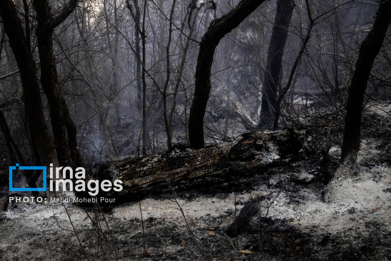 آتش‌سوزی در مسیر جنگلی رامسر - جواهرده مهار شد