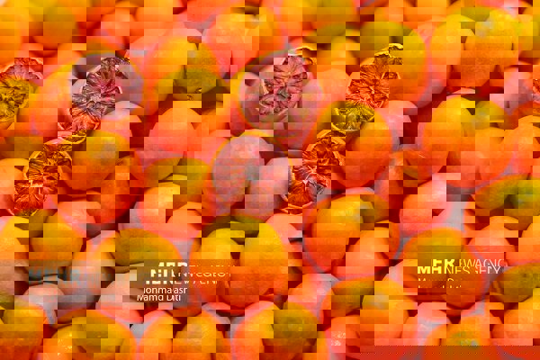 ۲۶۰۰ هکتار از باغات نکا شناسنامه‌دار شد