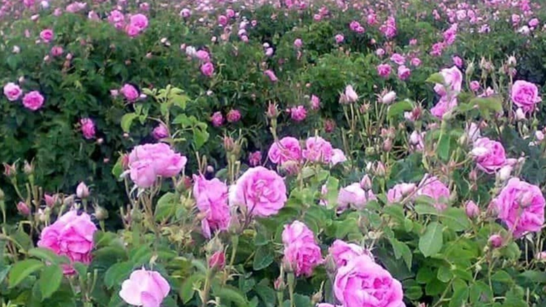 دودانگه، قطب جدید پرورش گل محمدی در استان مازندران