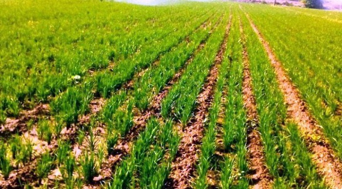 کشت مستقیم برنج در هفتاد هکتار شالیزار گلوگاه