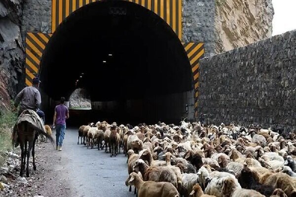 مسدودی محور چالوس و آزادراه تهران – شمال برای عبور احشام