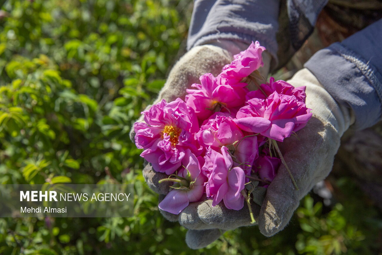 جشنواره سنتی گلاب‌گیری در شاه ناحر کجور برگزار شد