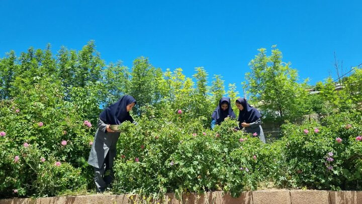 پیام مازند