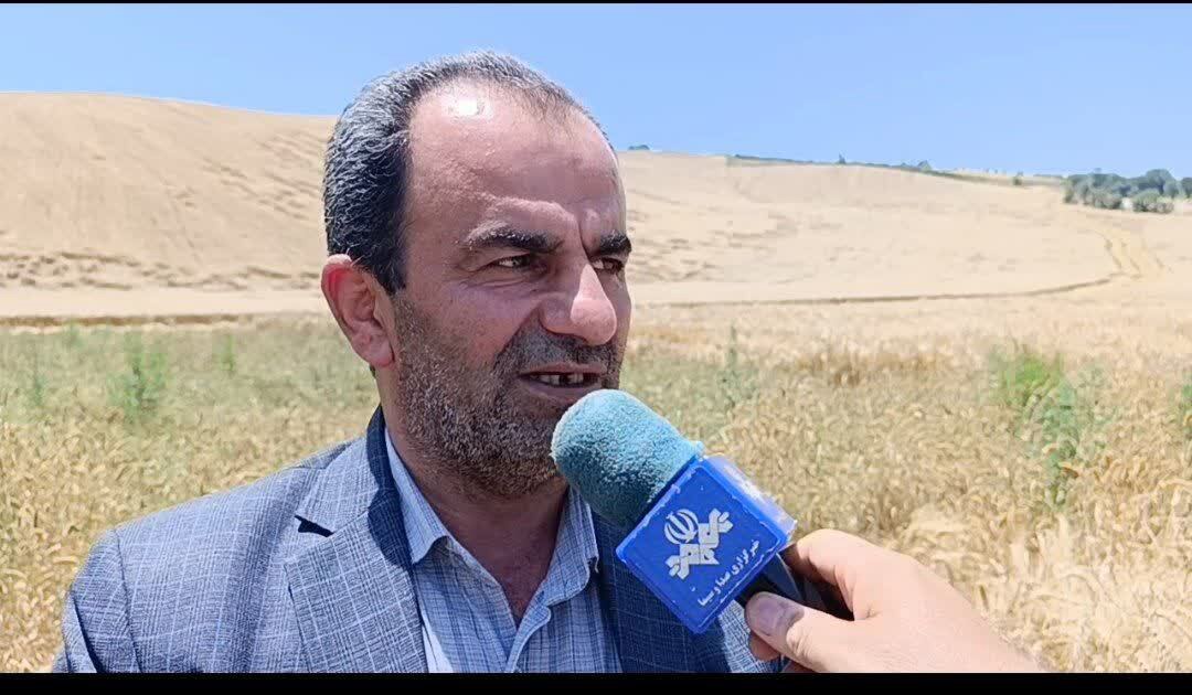 آغاز جمع‌آوری زکات گندم در نکا