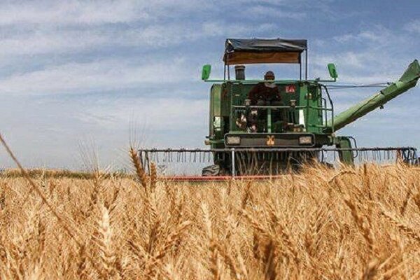 برداشت ۴۰۰ تن گندم از اراضی موقوفه میرزا مهدی اشرفی در بهشهر