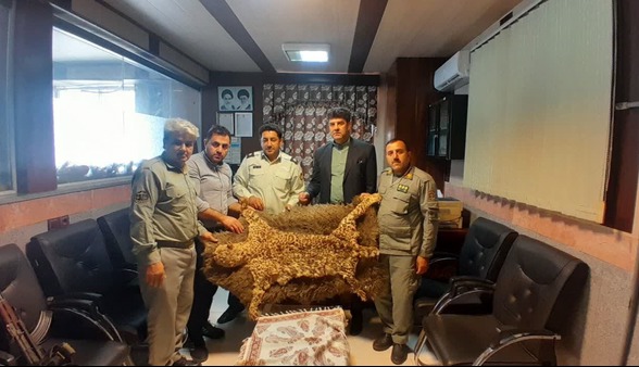 کشف پوست تاکسیدرمی شده یک پلنگ در مازندران
