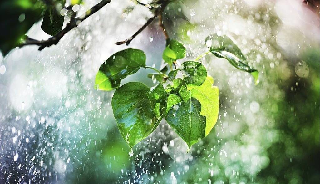 بهار در تابستان مازندران؛ هوای شمال بارانی می‌شود