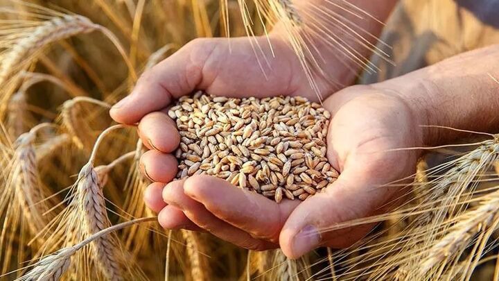 خرید تضمینی ۵۸ هزار تن گندم در مازندران
