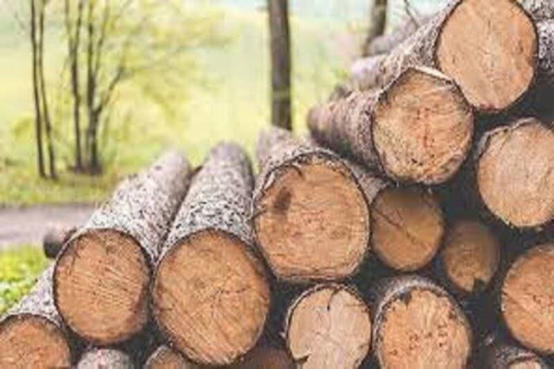 برخورد بازدارنده با قاچاق چوب در اولویت است