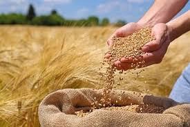 پرداخت مطالبات گندمکاران مازندران