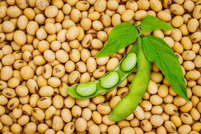 افزایش چشمگیر تخلیه دانه‌های روغنی سویا در بندر امام