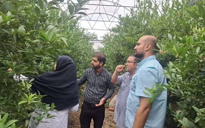 کنترل آفت تریپس به روش جدید در گلخانه‌های مازندران