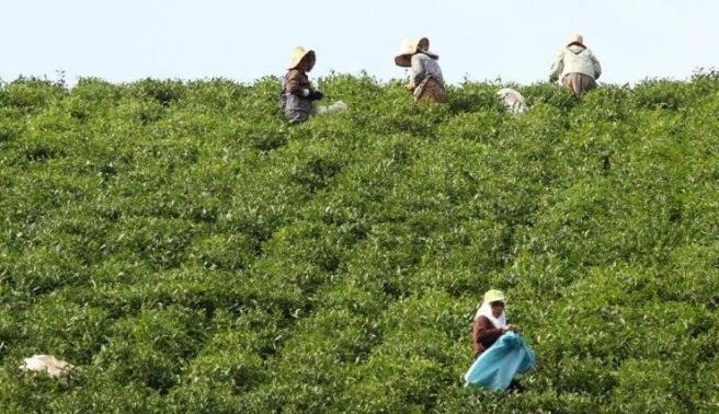 برگ سبز چای طعم دار با مشکلات عدیده در مازندران