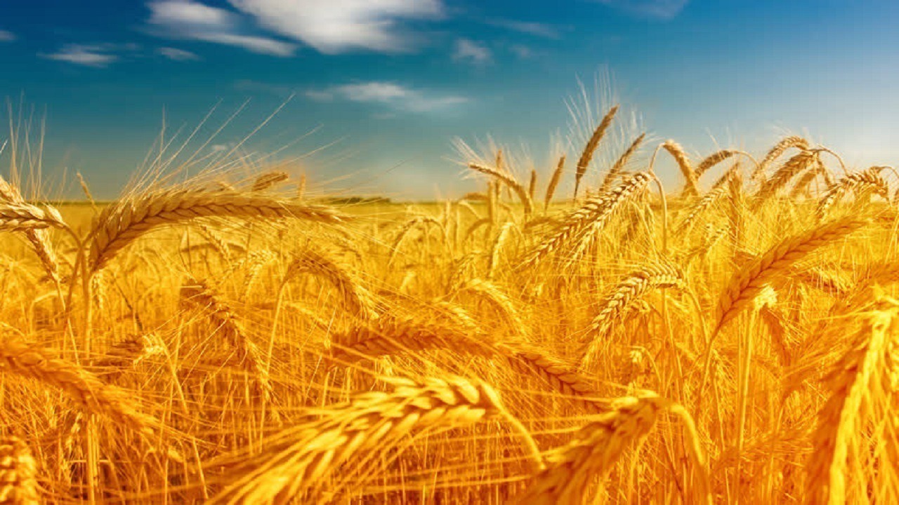 سیلوی شهید میرزاپور نکا پذیرای گندم کشاورزان است