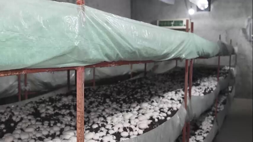 راه‌اندازی کارگاه پرورش قارچ در کانون اصلاح و تربیت مازندران