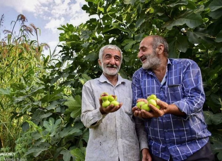 پیام مازند