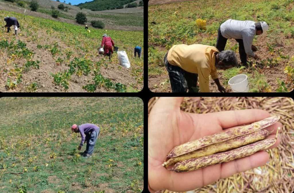 آغاز برداشت حبوبات از مزارع کوهستانی شهرستان بهشهر