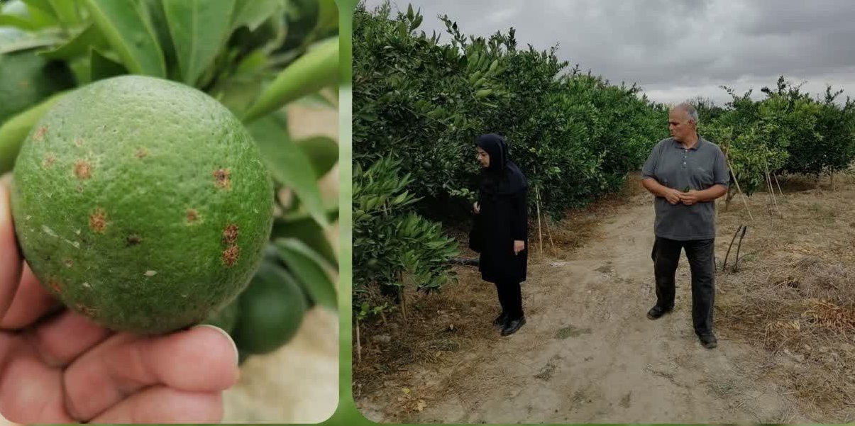 پیام مازند