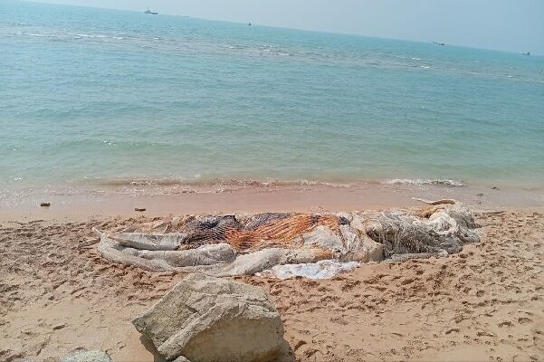 علت مرگ نهنگ ۱۰ تنی در بندر چارک چه بود؟