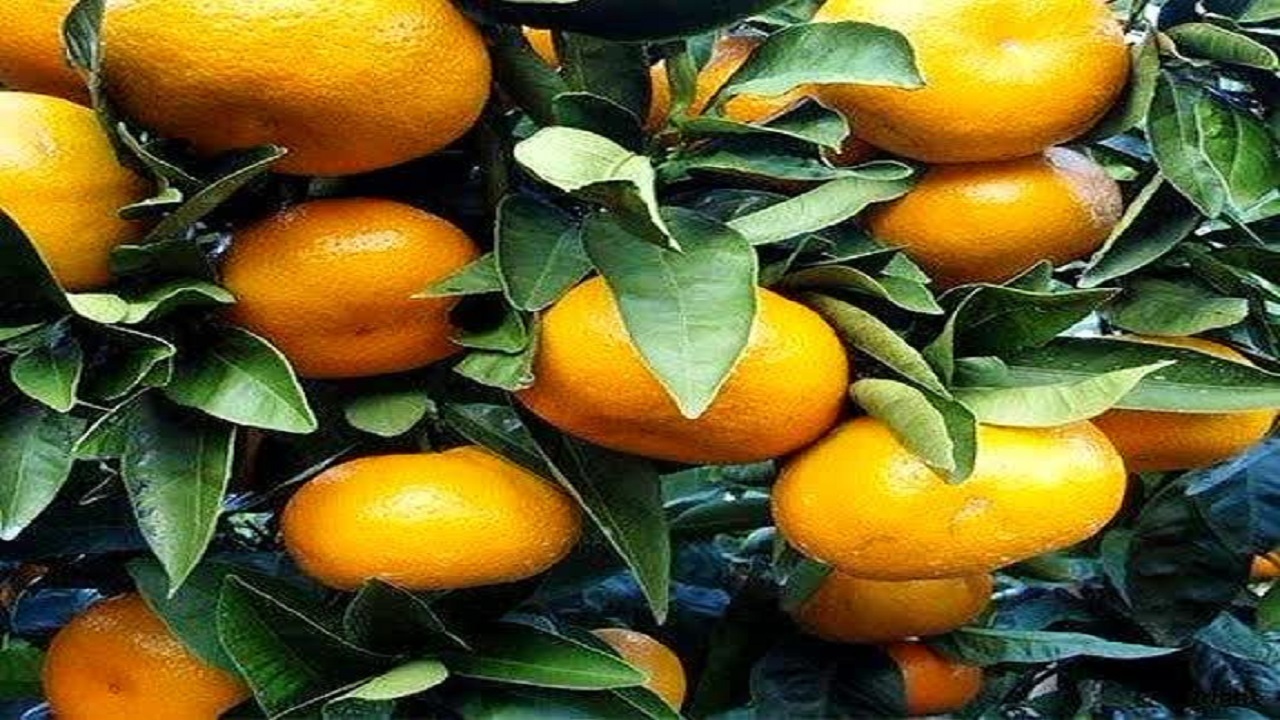 پیام مازند