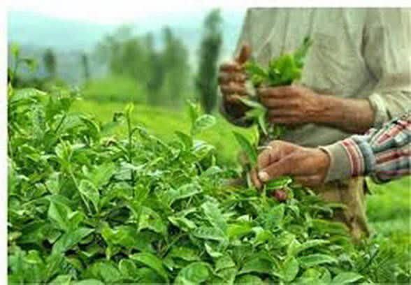پرداخت ۹۰ درصدی مطالبات چایکاران