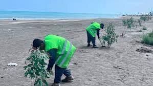 نهال‌کاری ۱۶۰ هکتاری در سواحل غرب مازندران