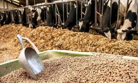 ذخایر نهاده و گوشت مرغ مازندران در وضعیت مطلوب
