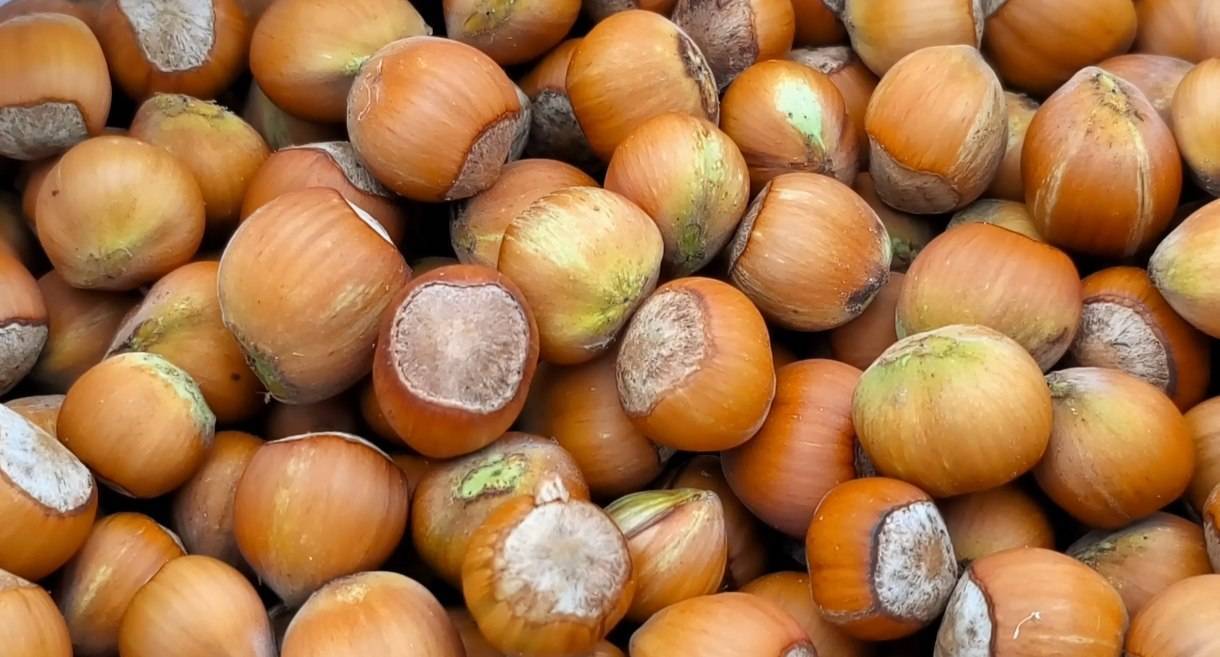 پیام مازند
