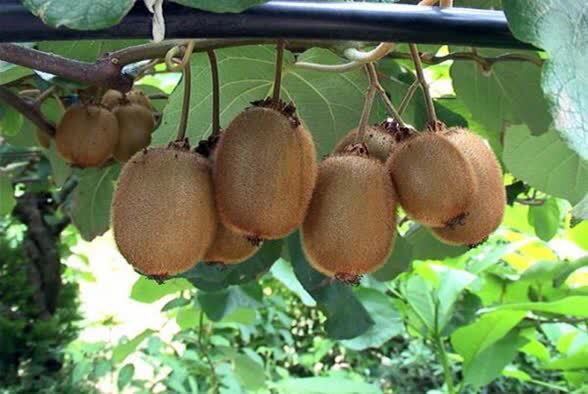 پیش‌بینی برداشت ۱۳ هزار و ۳۵۰ تن کیوی در بابل