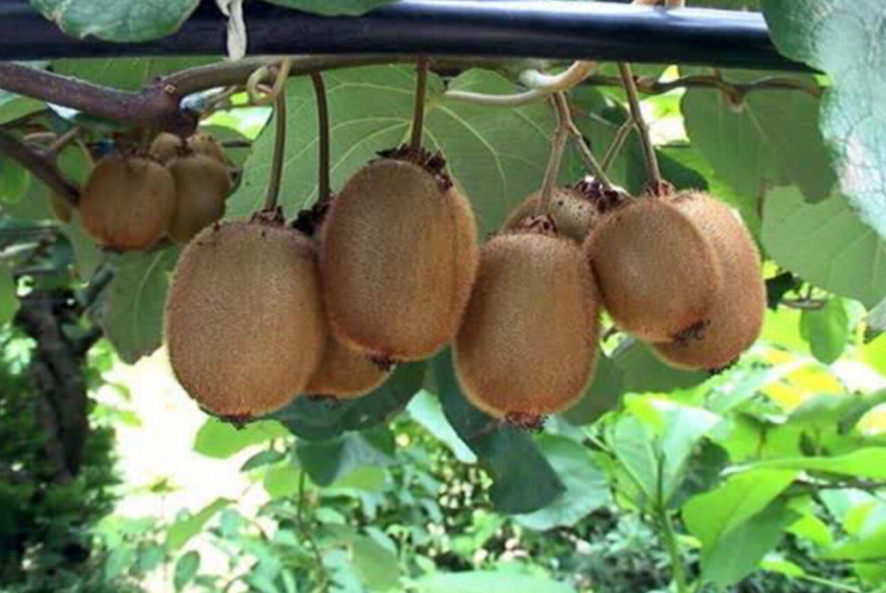 بابل در آستانه برداشت ۱۳ هزار تن کیوی