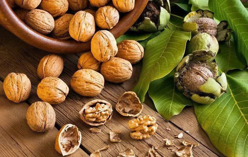 تولید بیش از هزار تن گردو در ۷۴۷ هکتار از باغات سوادکوه