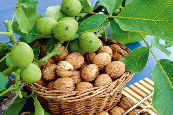 برداشت هزار تن گردو از ۳۸۸ هکتار باغات شهرستان نکا